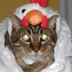 Meet your Posher, Kitty